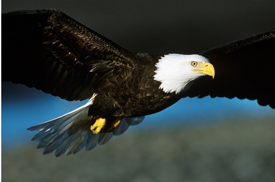 Eagle Symbolism Native American Deals Cdlguaiba br